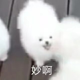 白色滴狗狗表情包原图来自b站一个视频