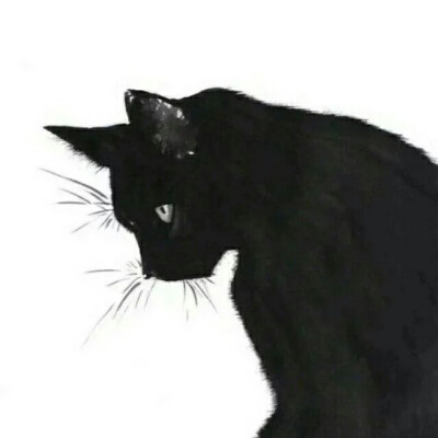 猫咪 黑猫 白猫 蓝眼 琥珀眼 情侣 头像 黑白
