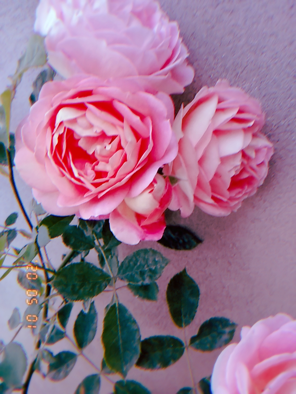 花花