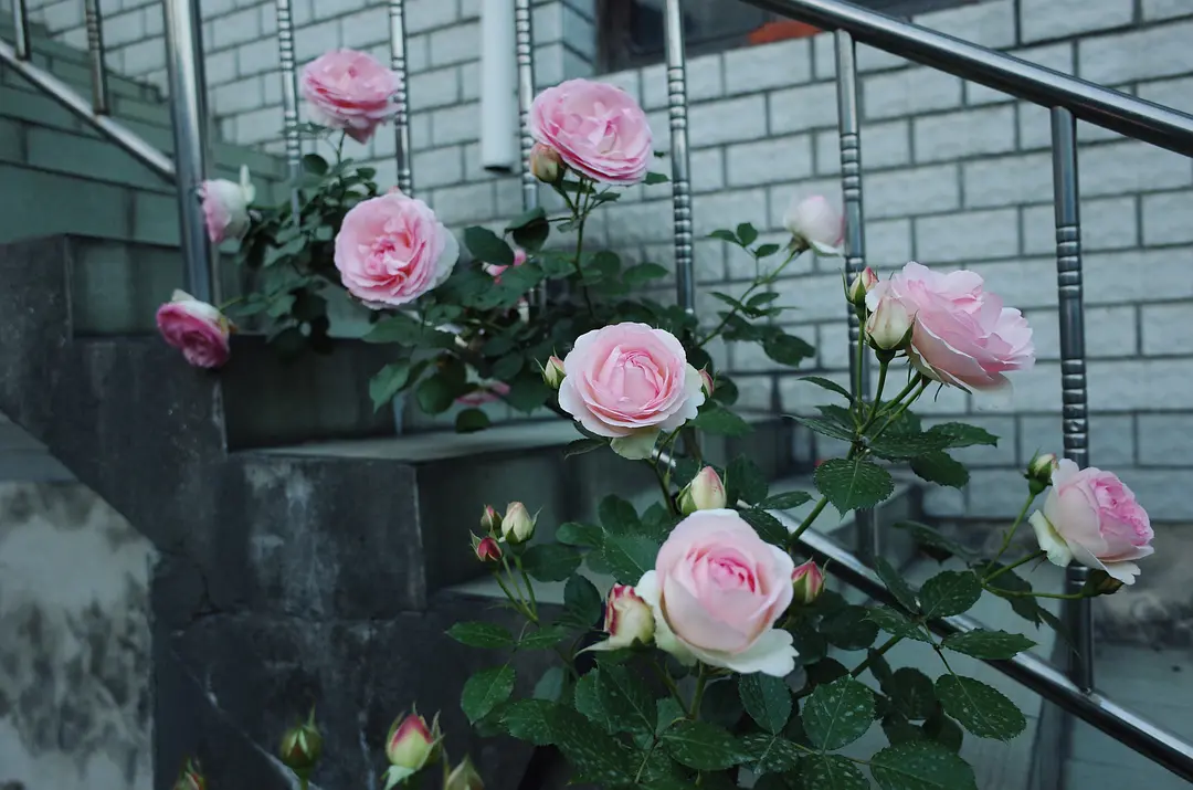 月季 花卉 花园 - 堆糖,美图壁纸兴趣社区