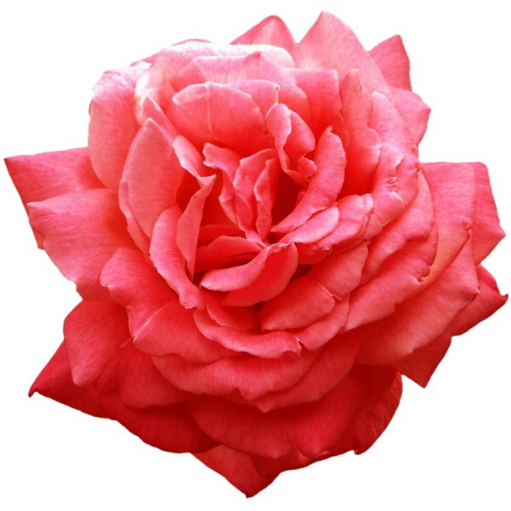 手帐素材蔷薇系列.可用于底图,抠图,边框,封面,贴图,背景,自截等.