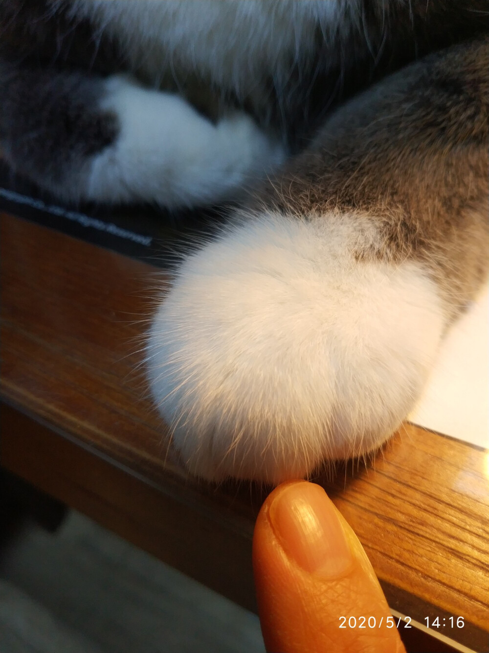 握个爪 
