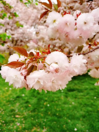 春日漫长 - 堆糖,美图壁纸兴趣社区