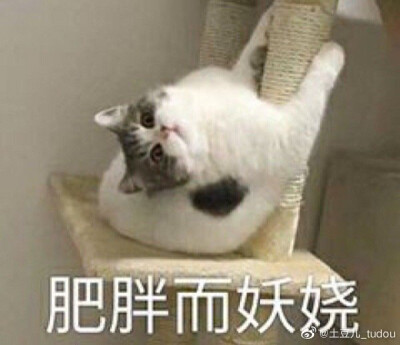 猫猫表情包 肥胖而妖娆