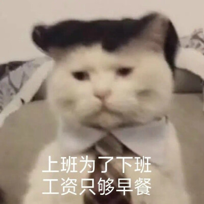 猫猫表情包 上班为了下班 工资只够早餐