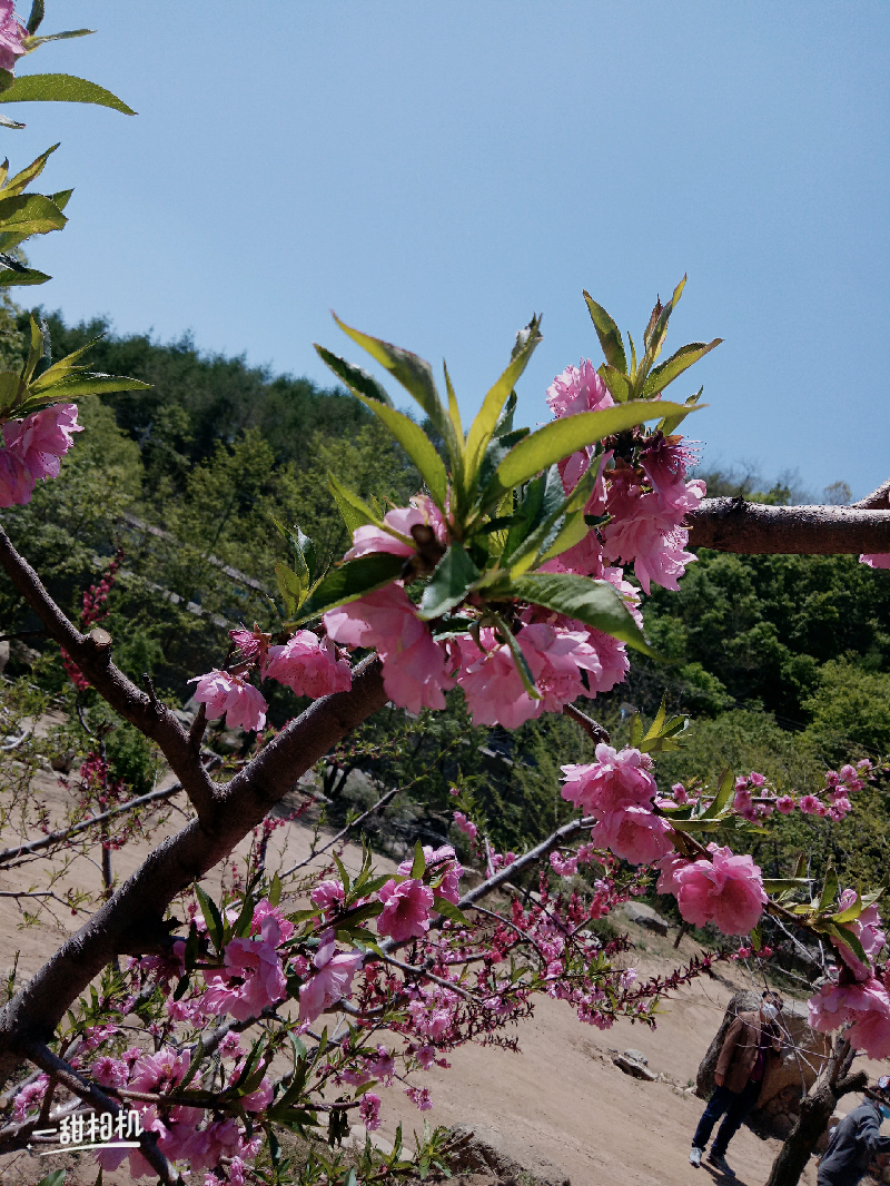 旅游美景# 看看外面的美丽风景,花草树木,愿疫情尽快过去,快点复课