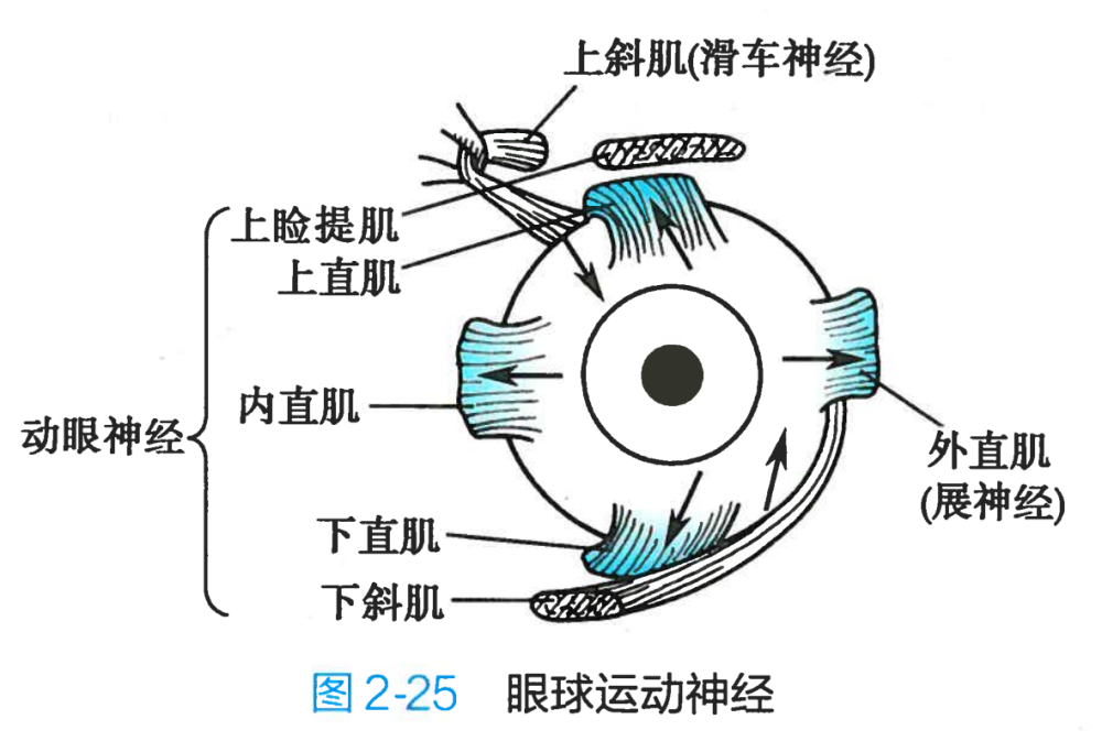 眼球运动神经