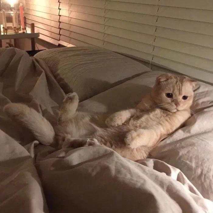 猫猫表情包 萌头像