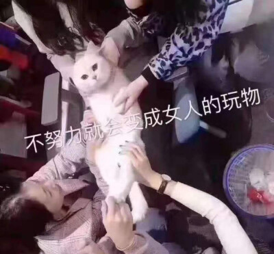 猫猫表情包 不努力就会变成女人的玩物