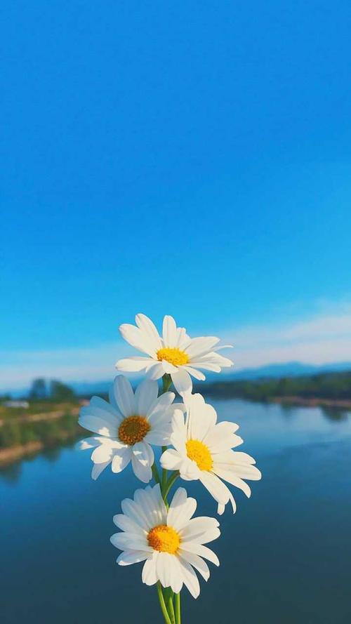 小仙女必备背景图