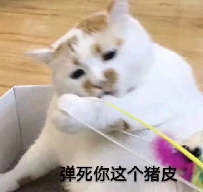 猫狗宠物表情包