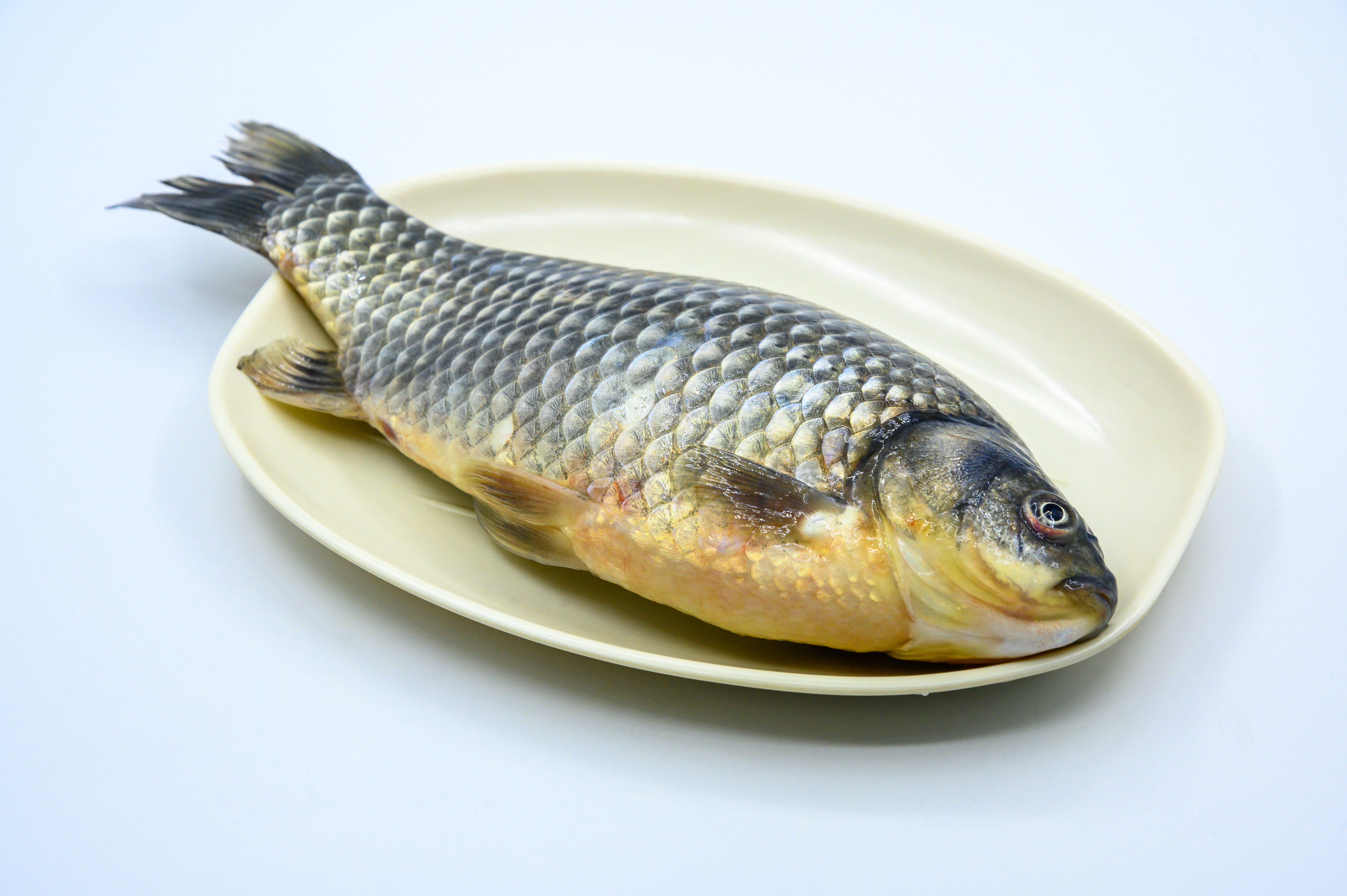 光鱼 海鱼 新鲜 动物 海洋动物 室内 食材 食物 待加工 烹饪 野生鱼