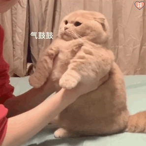 近期做的小猫咪表情包气鼓鼓 住嘴 主动罚站