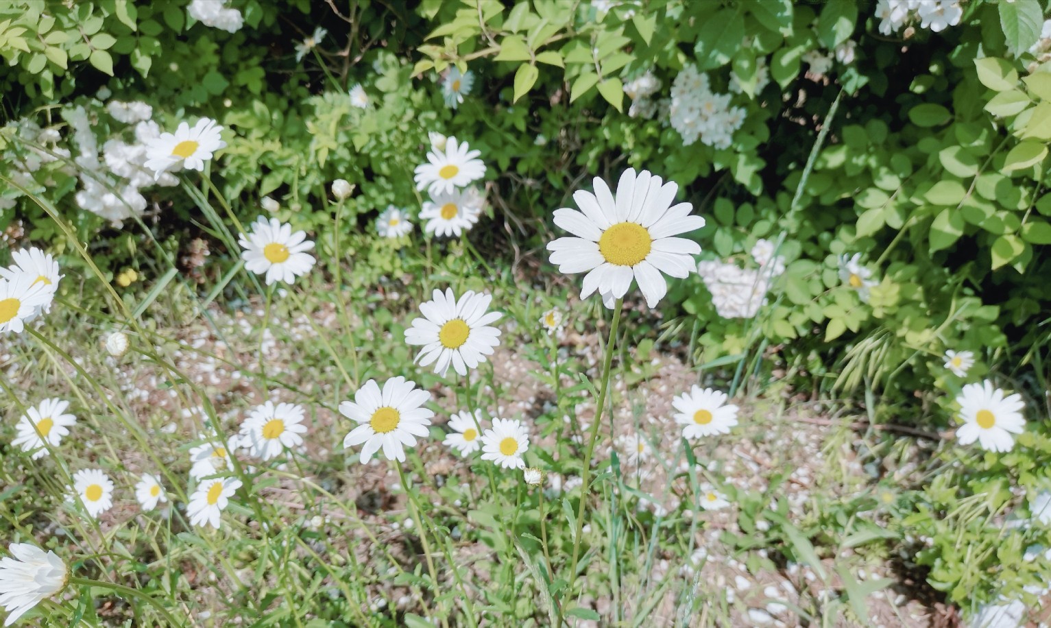 小雏菊 