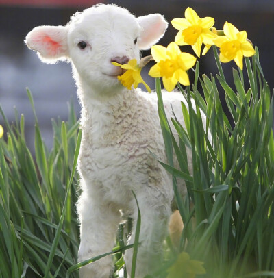 春天来了 小羊咩咩 笑起来真好看