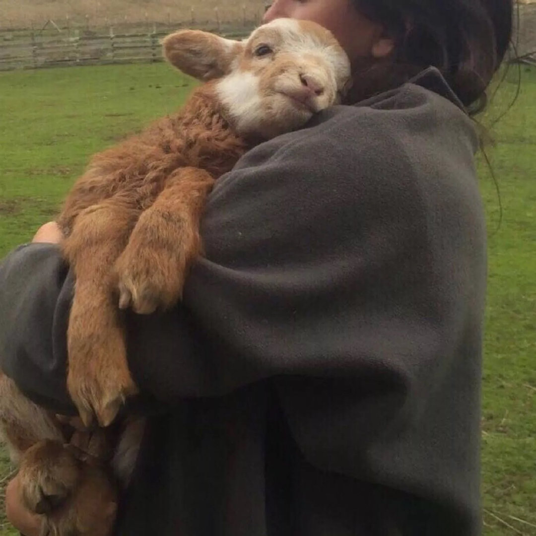 小动物头像小羊头像可爱