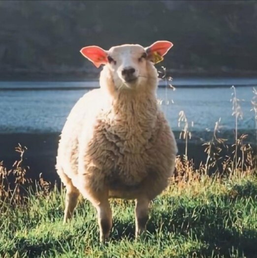 小动物头像绵羊头像可爱