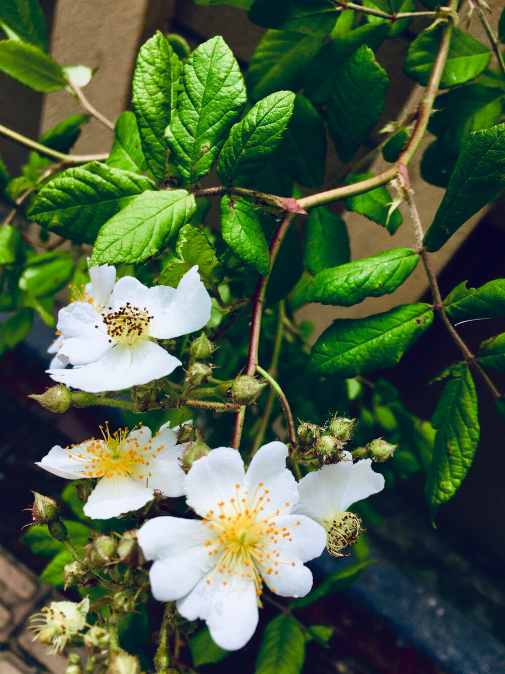 春天的花花 - 堆糖,美图壁纸兴趣社区