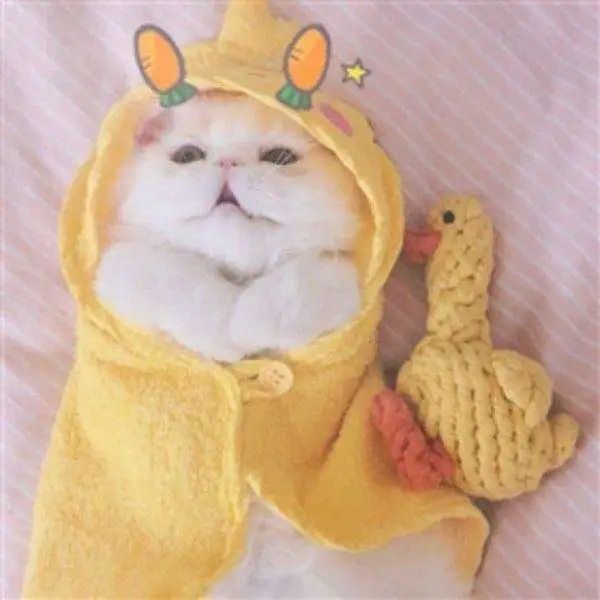 可爱的猫猫狗狗头像