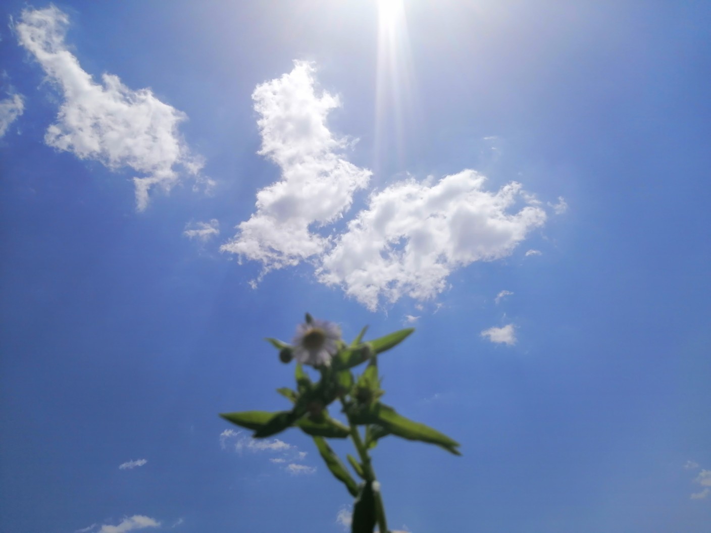 夏日