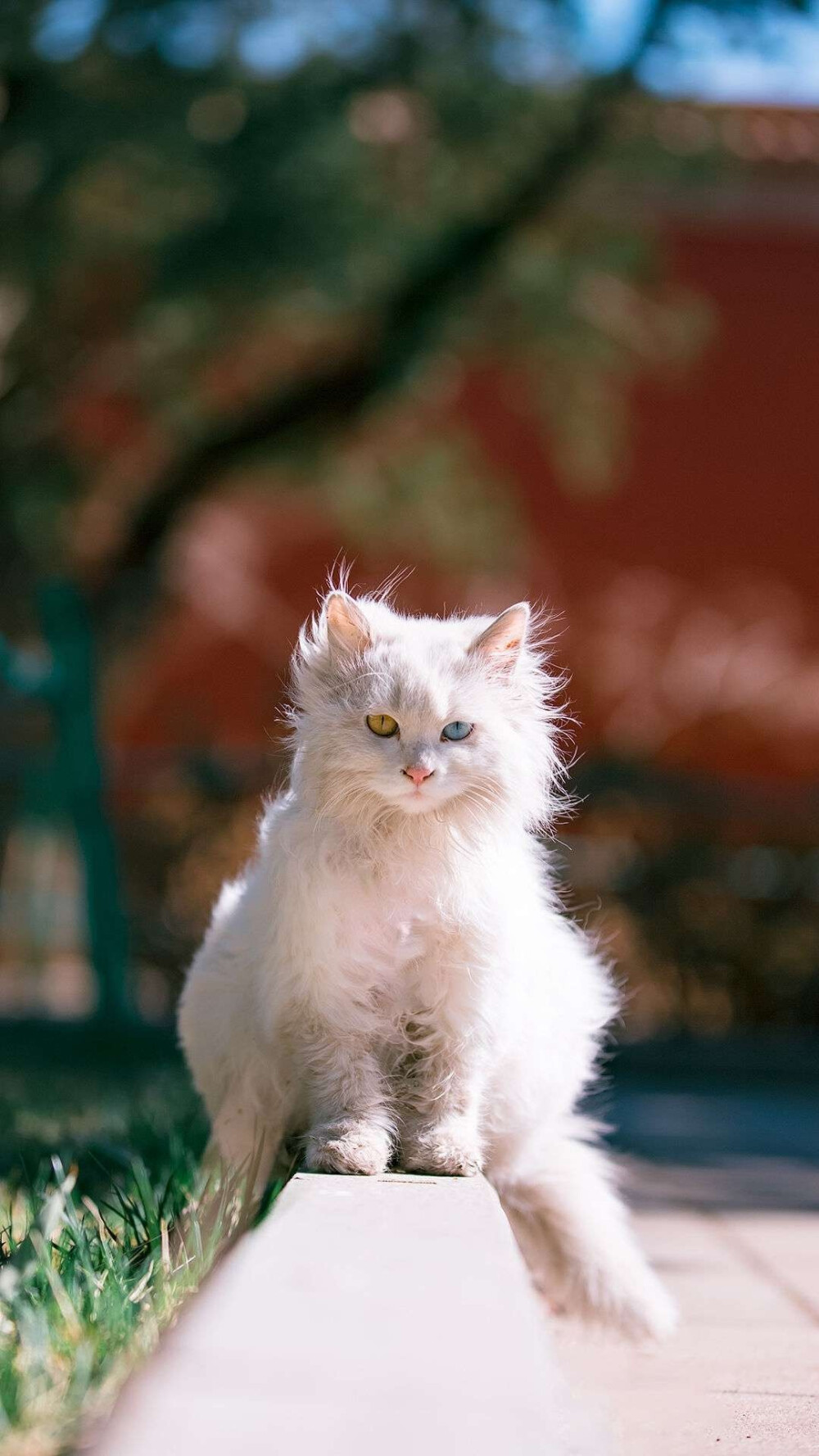 【手机壁纸】猫系列 故宫的猫 张扬 异瞳 白猫