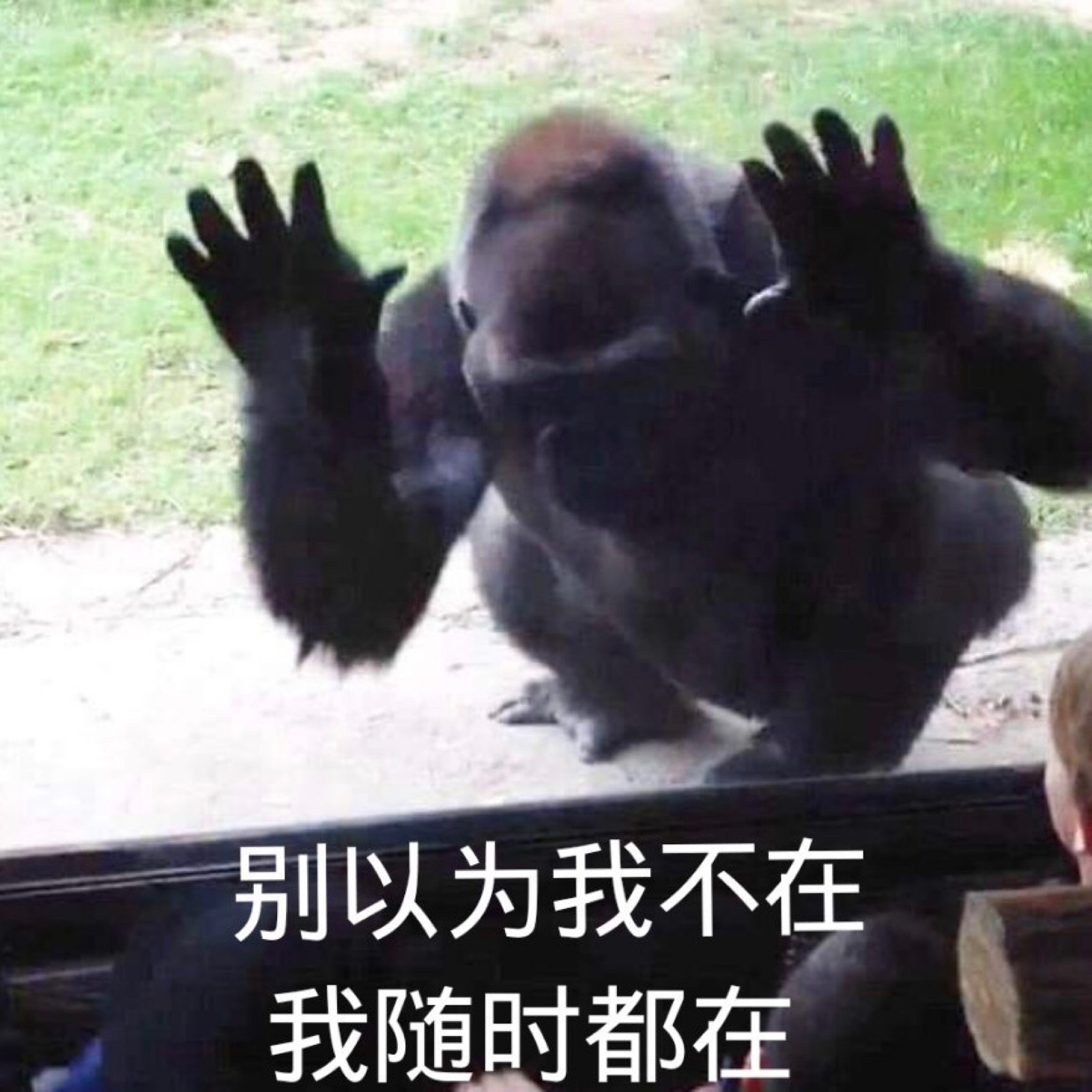 沙雕/搞笑/萌娃/gif动图/微信表情