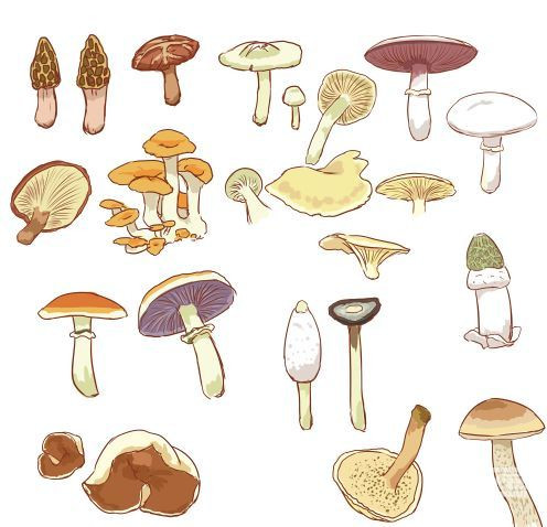 分享一套不同种类的可食用蘑菇素材,简单易上手的绘画素材,也可以将