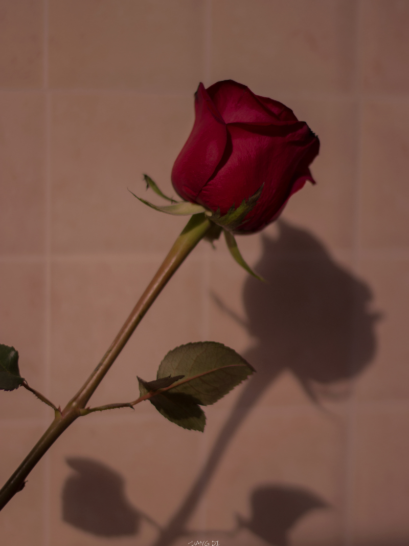 壁纸‖「玫瑰与落日」 cr:ssssuk_cri