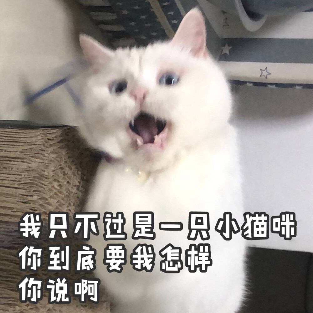 猫咪表情包 可爱