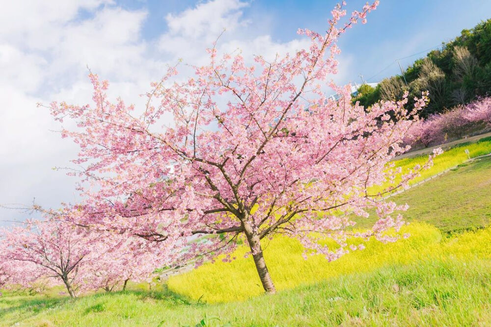 春天有樱花味的天空