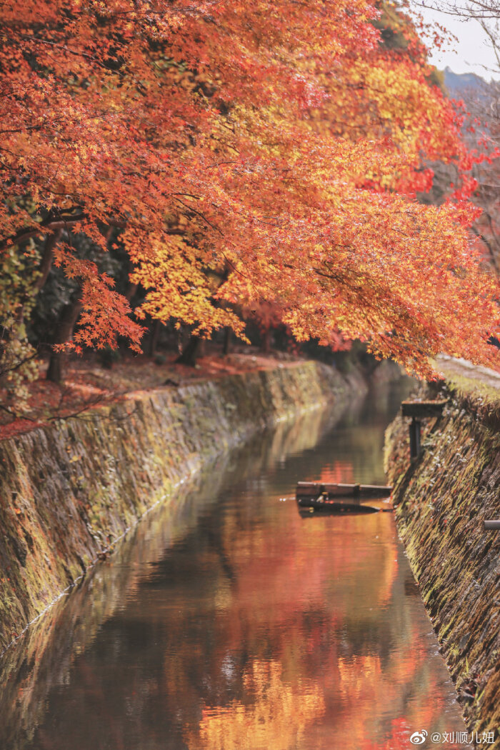 京都红叶季旅拍 君不见 红叶又满川 By 刘顺儿妞 堆糖 美图壁纸兴趣社区