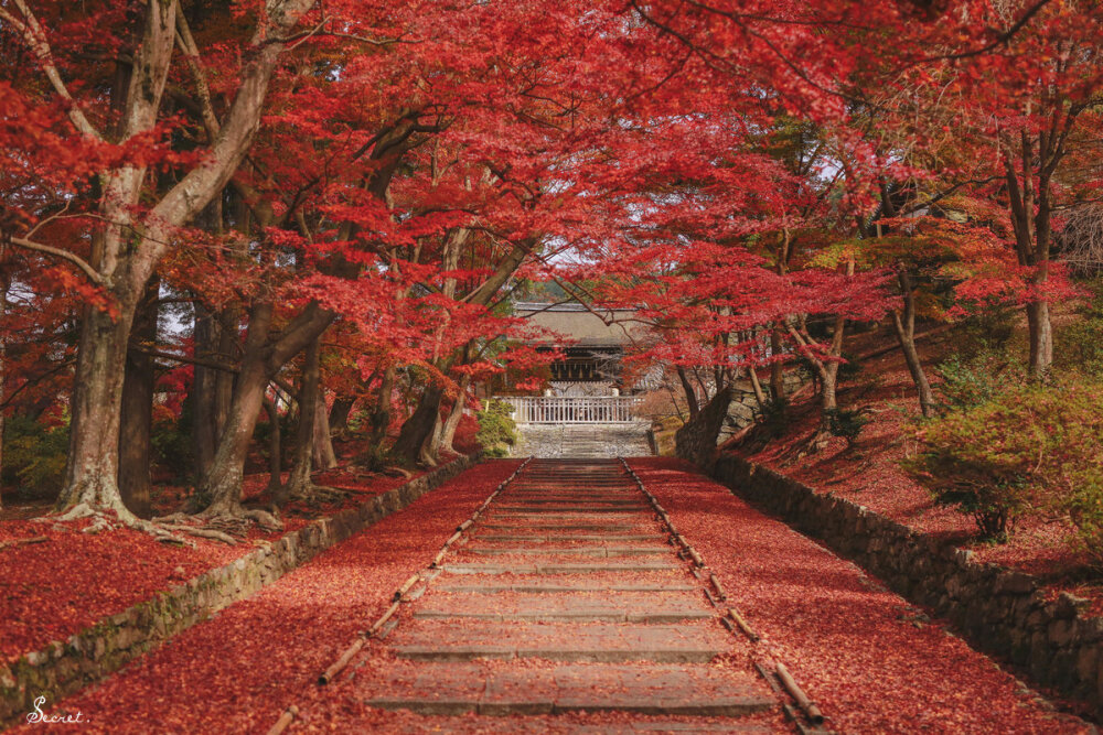 京都红叶季旅拍by 刘顺儿妞 堆糖 美图壁纸兴趣社区