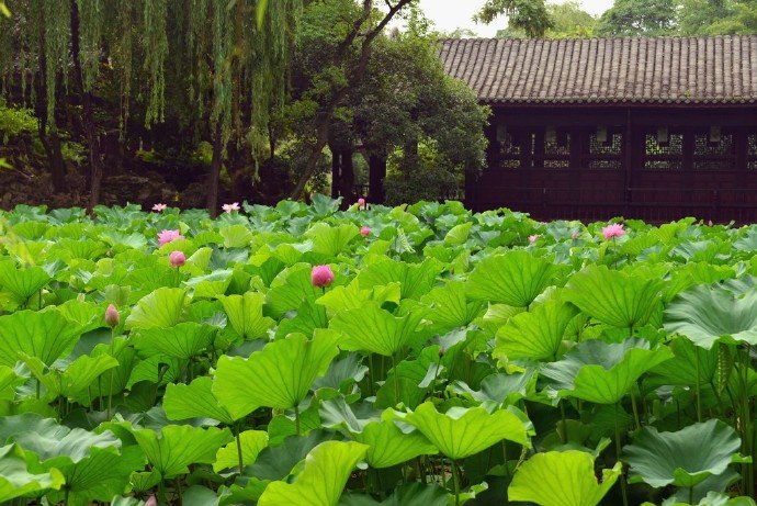 翠蒹葭,悄绿乾坤.碧柳枝摇莺婉啭,玉菡萏,满池璘.