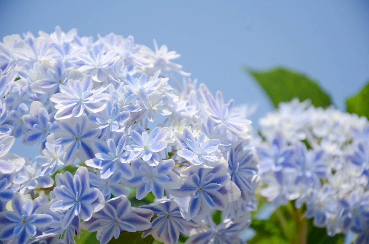 木本植物/绣球