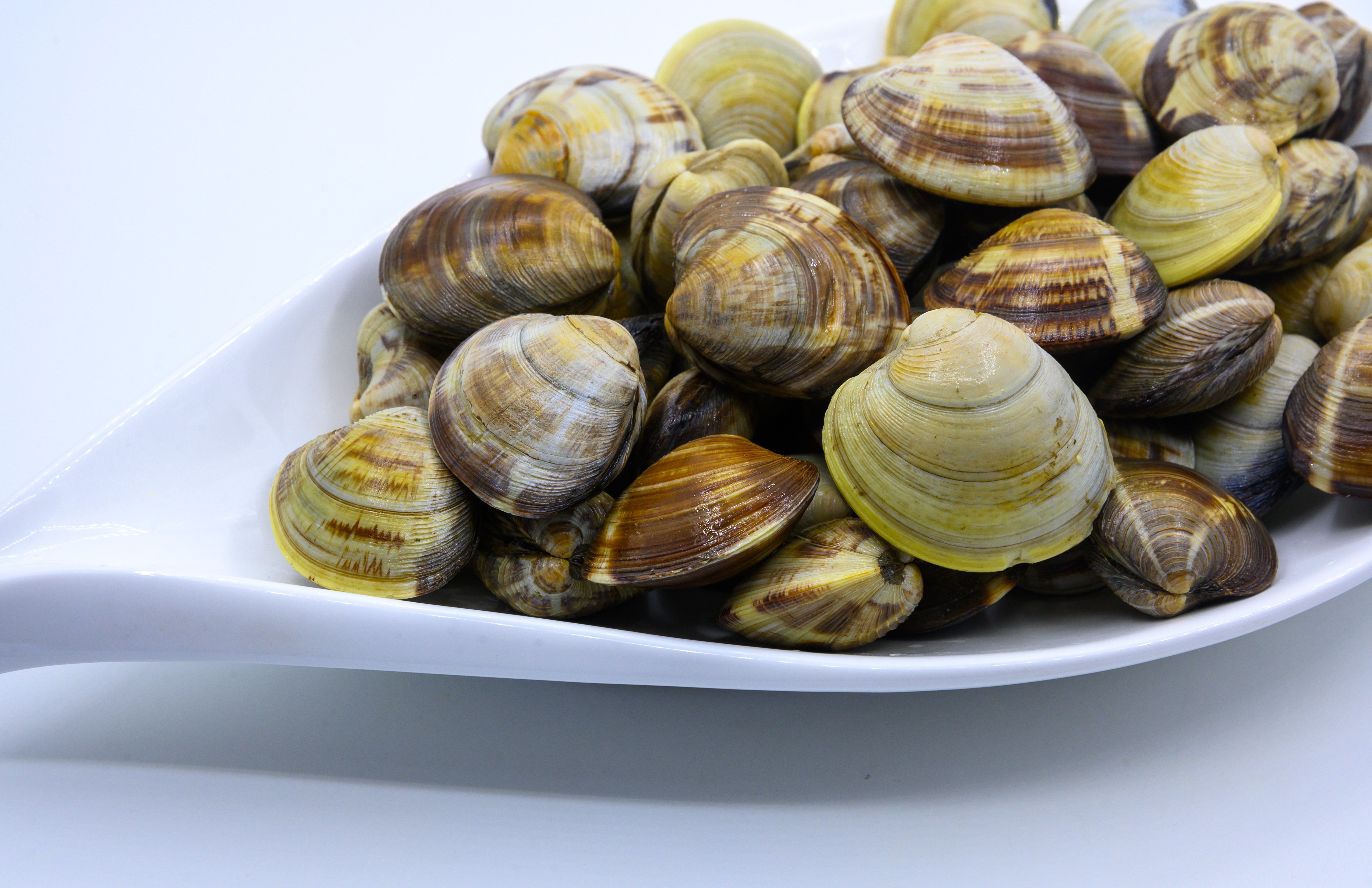 蛤蜊 静物 概念 食品 东方 中国 新鲜 特写 海鲜 贝壳 饮食 美味 形状