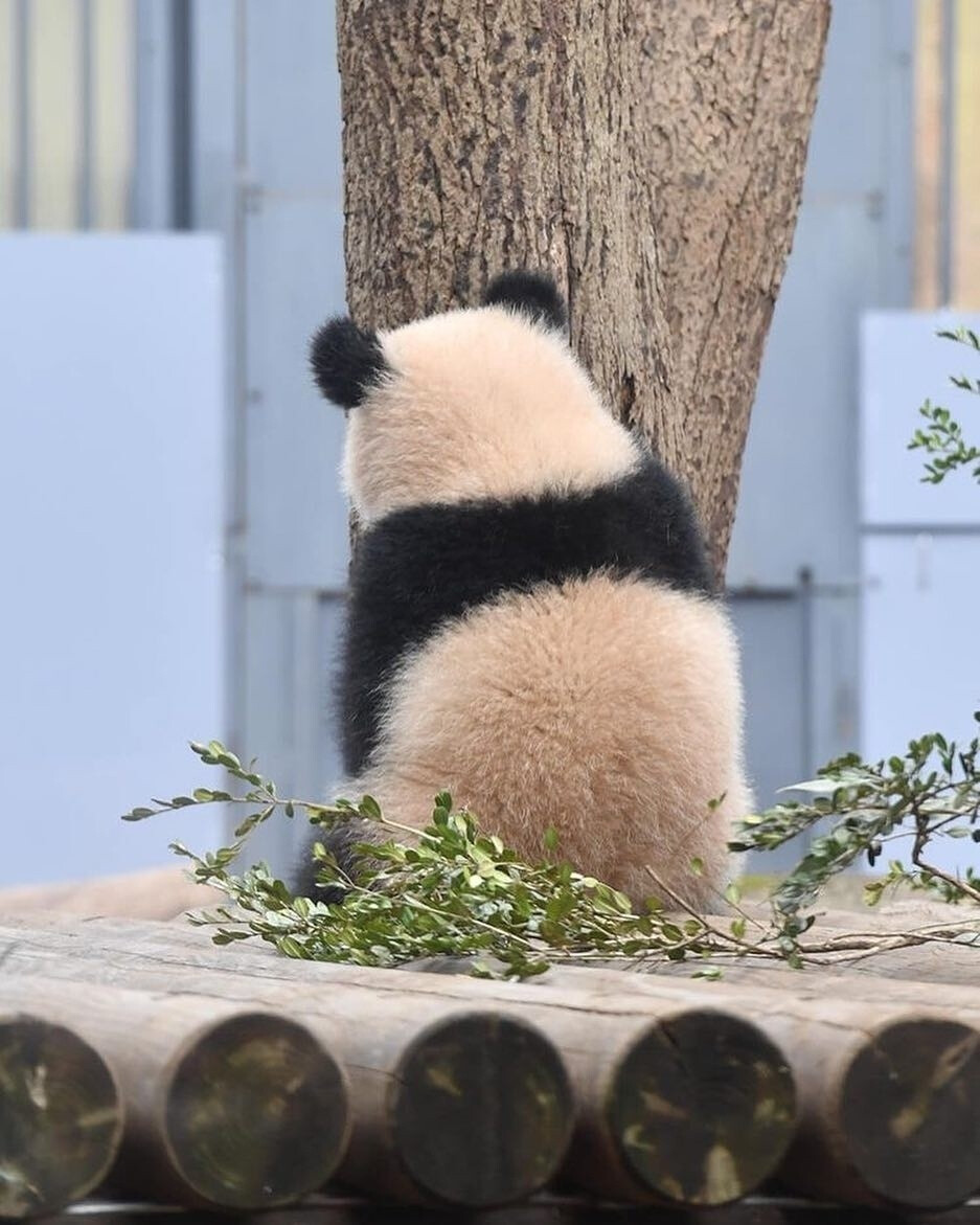 圆滚滚国宝大熊猫可爱