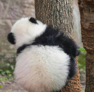 圆滚滚国宝大熊猫可爱