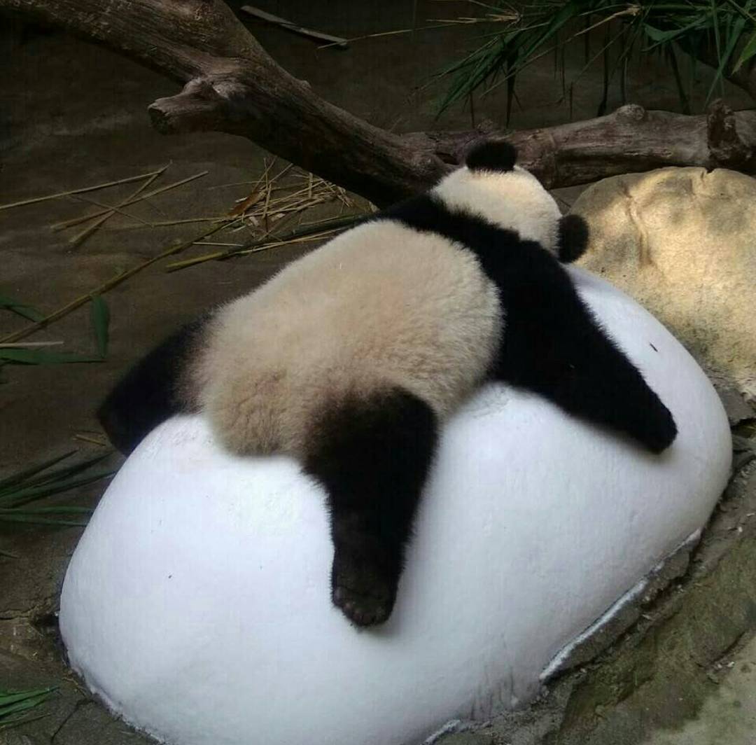 圆滚滚国宝大熊猫可爱
