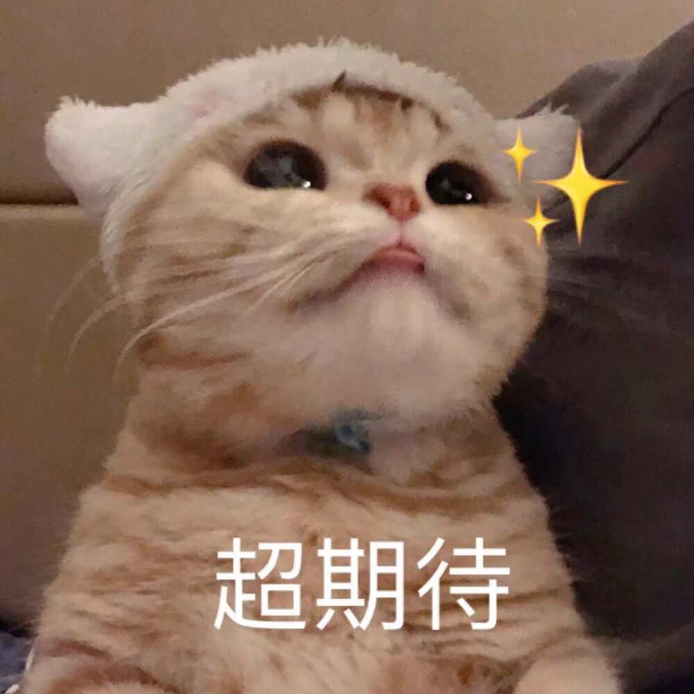 可爱猫咪表情包