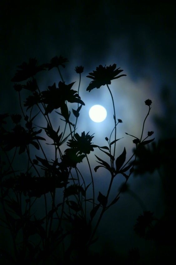 月亮 夏夜