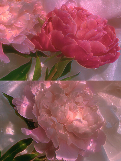 偶遇柔光色白日梦芍药/法式浪漫滤镜调色玫瑰可以高光,那么芍药也可以