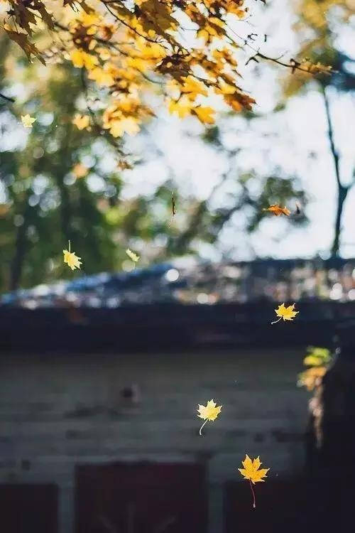 【原创】《回不去的时光》浅夏的夜晚暖风轻拂枝上仿佛轻声诉说着从前