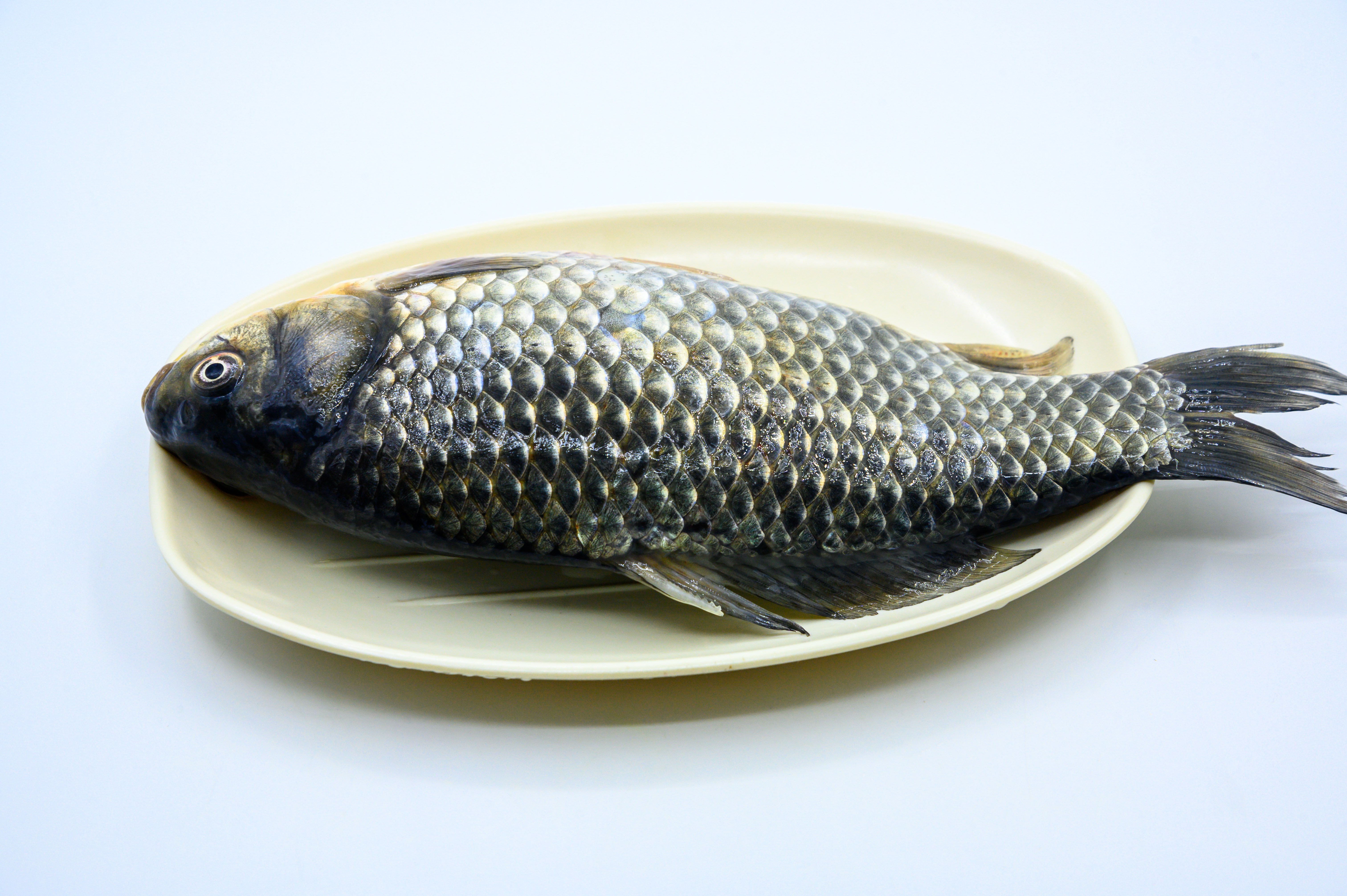 光鱼 海鱼 新鲜 动物 海洋动物 室内 食材 食物 待加工 烹饪 野生鱼