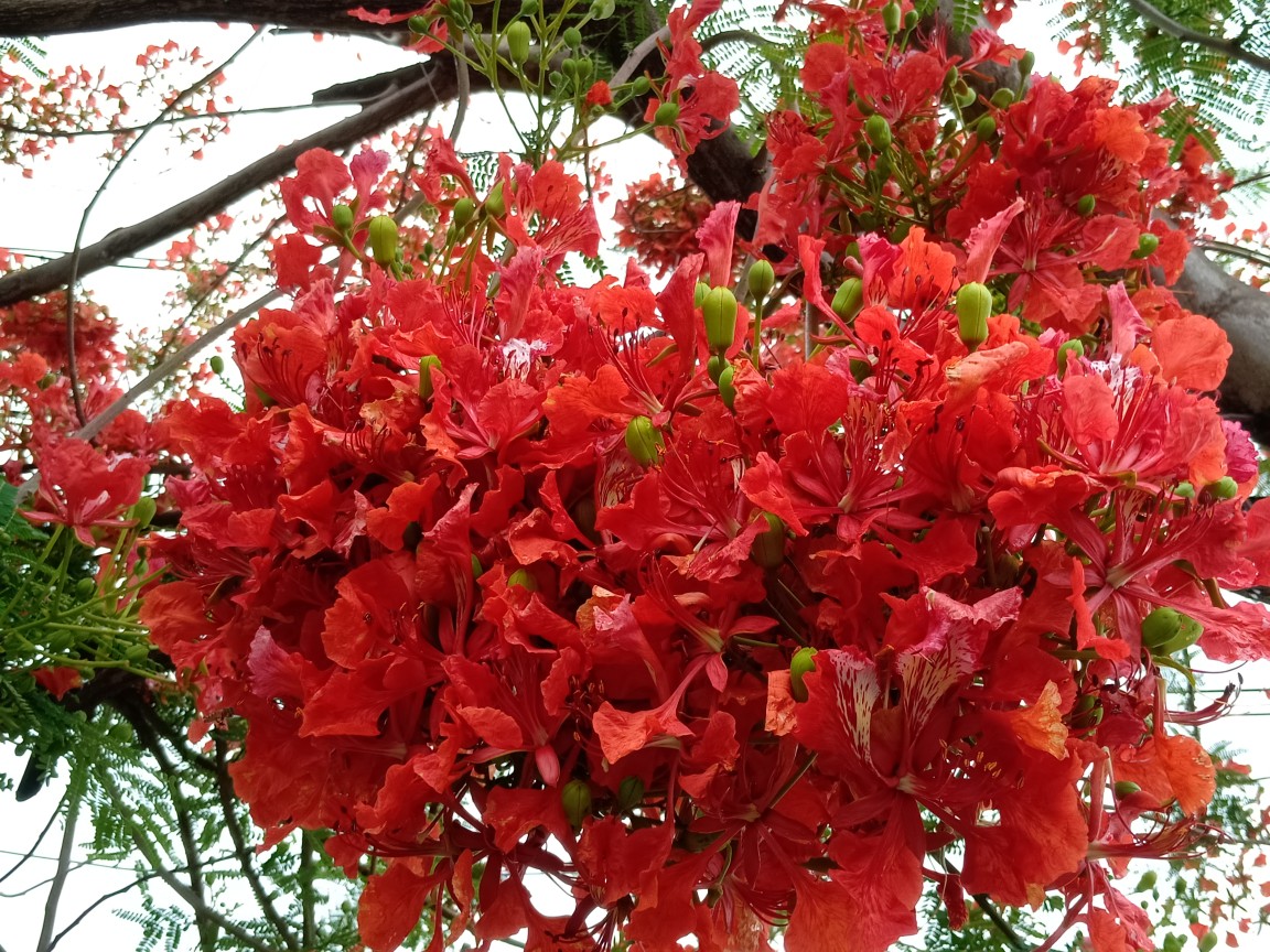 凤凰树的火红花朵