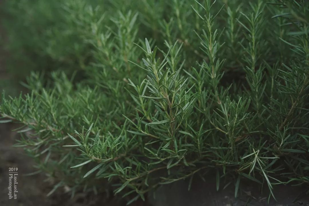 迷迭香 - 堆糖,美图壁纸兴趣社区