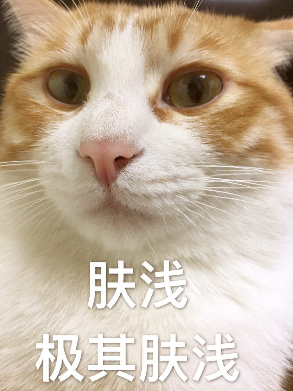 橘猫表情包合集.