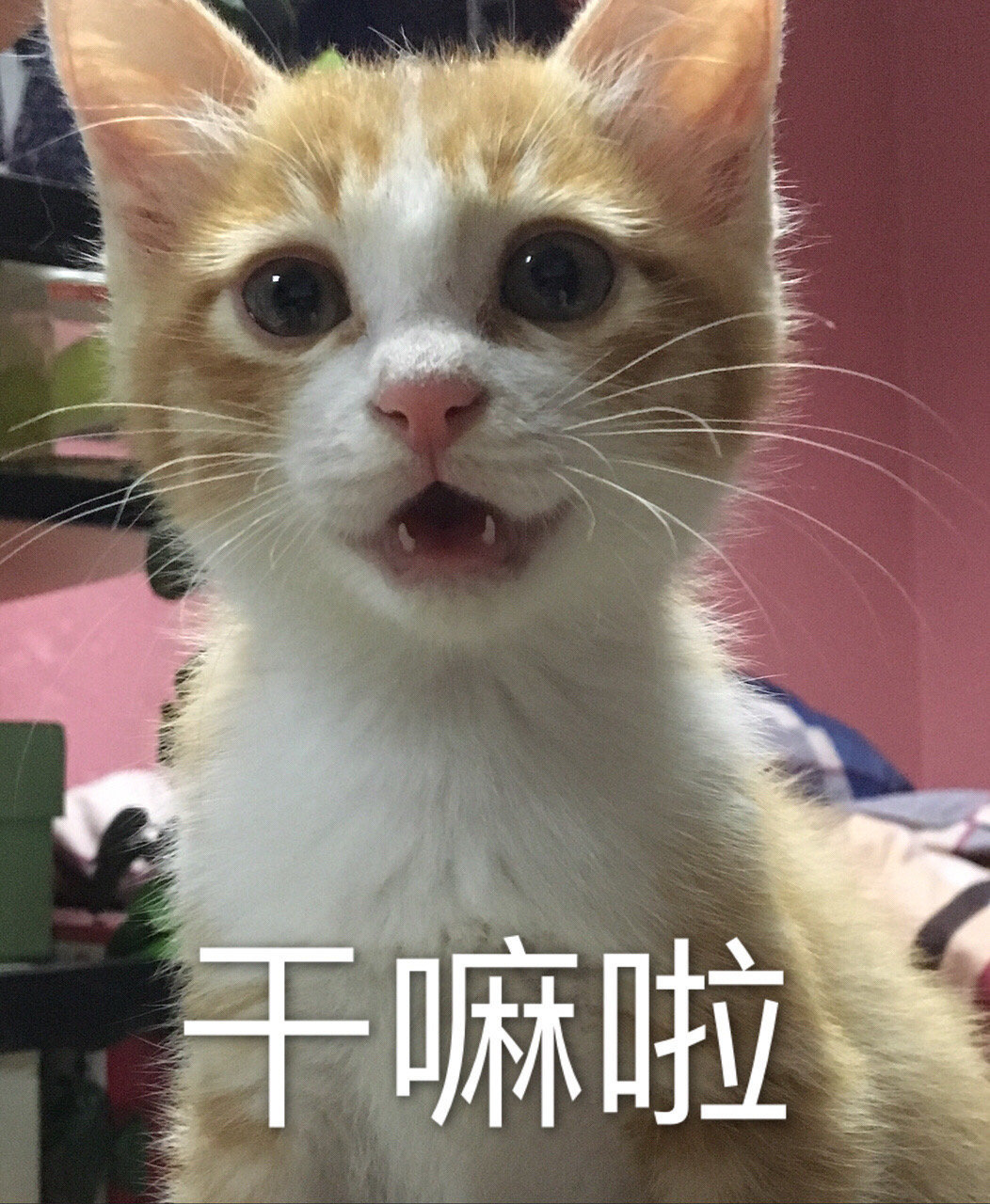 橘猫表情包合集.