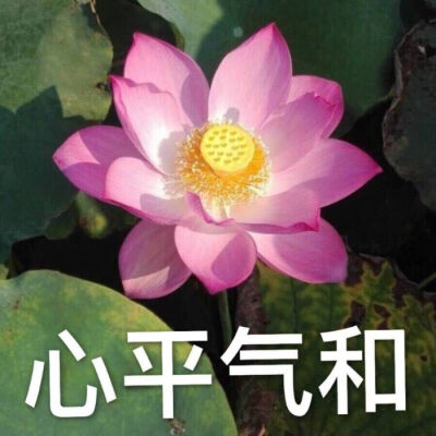 堆糖