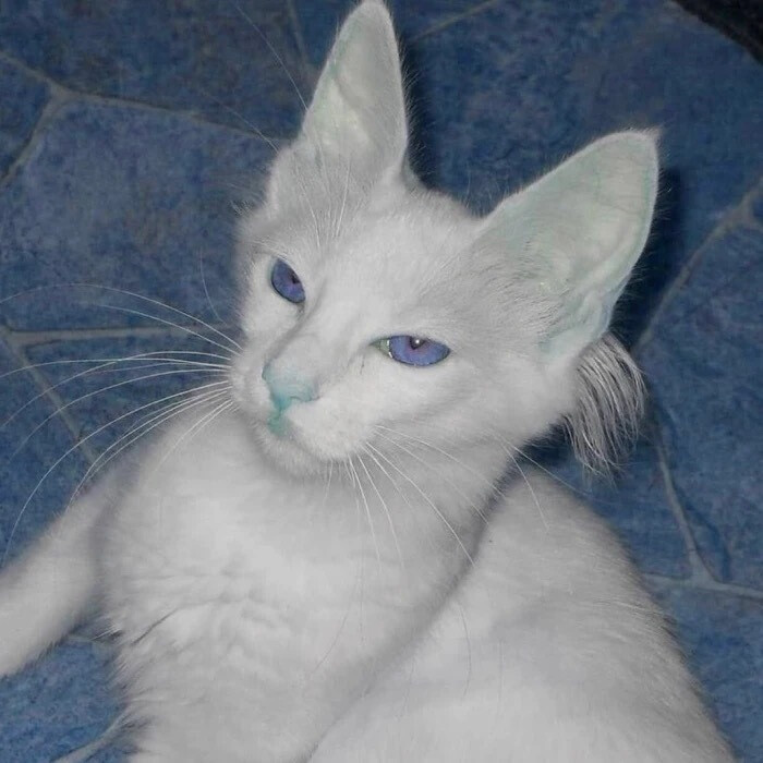 猫酷 头像 背景图 - 堆糖,美图壁纸兴趣社区
