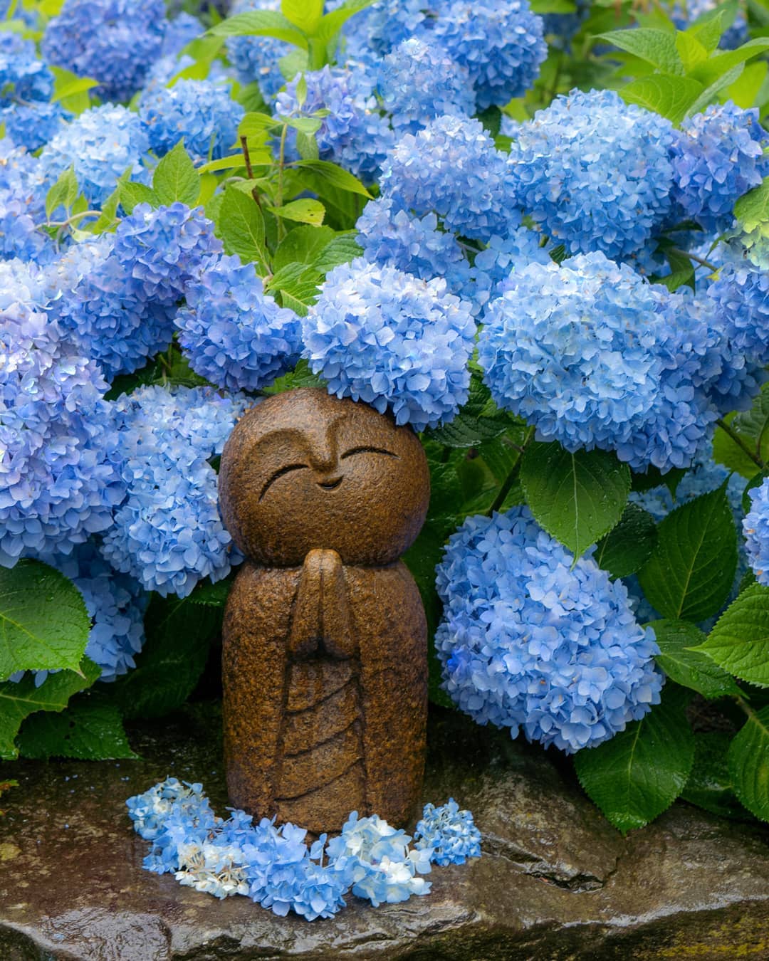 夏天的花日本秋田県アジサイ寺北浦雲昌寺紫阳花 堆糖 美图壁纸兴趣社区